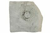 Bathonian Ammonite (Ludwigia) Fossil in Situ- France #189661-1
